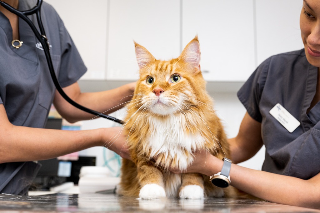 Animal Referral Hospital Animal Referral Hospital